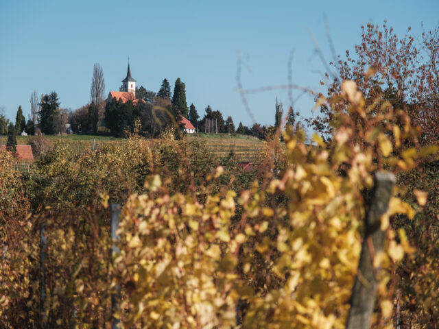 A Culinary Journey Through Slovenia: Food and Wine Tours